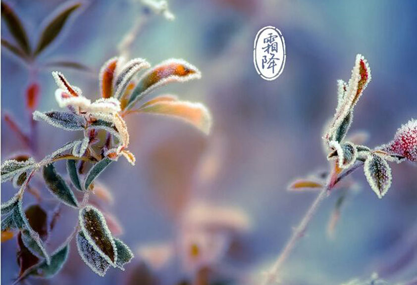  秋意濃、寒氣重、霜降至、重陽到